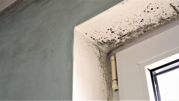 Mold Documentation for Insurance Claims in Liberty Corner, NJ