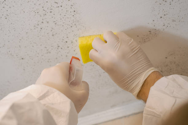 Best Attic Mold Removal  in Liberty Corner, NJ